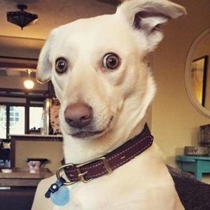 Meet your Posher, Pamela